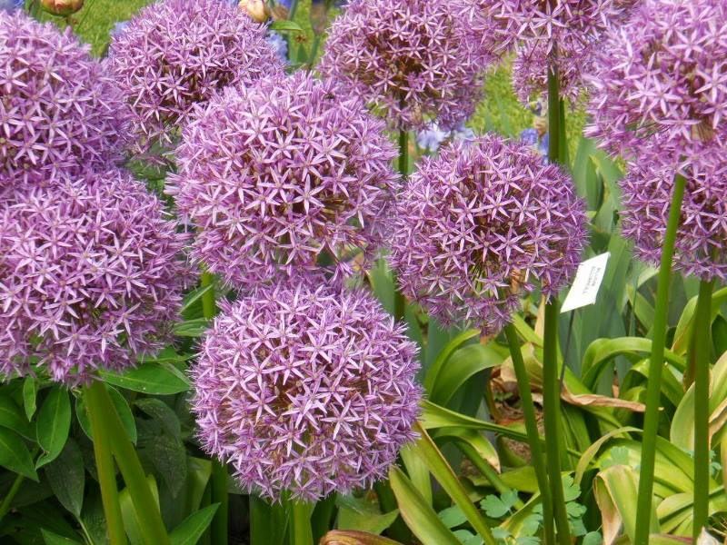Allium