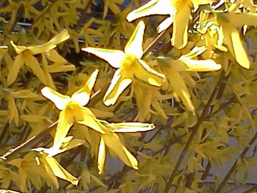 color forsythia