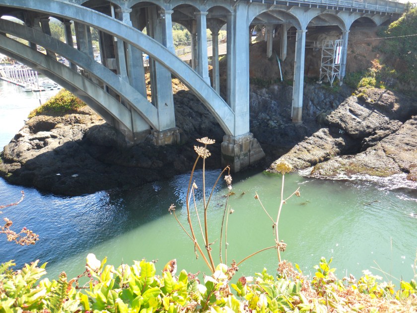 flowers at Depoe Bay Bridge (2)