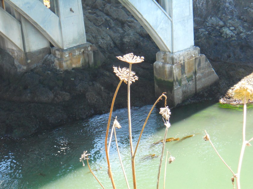 more flowers at Depoe Bay Bridge (2)