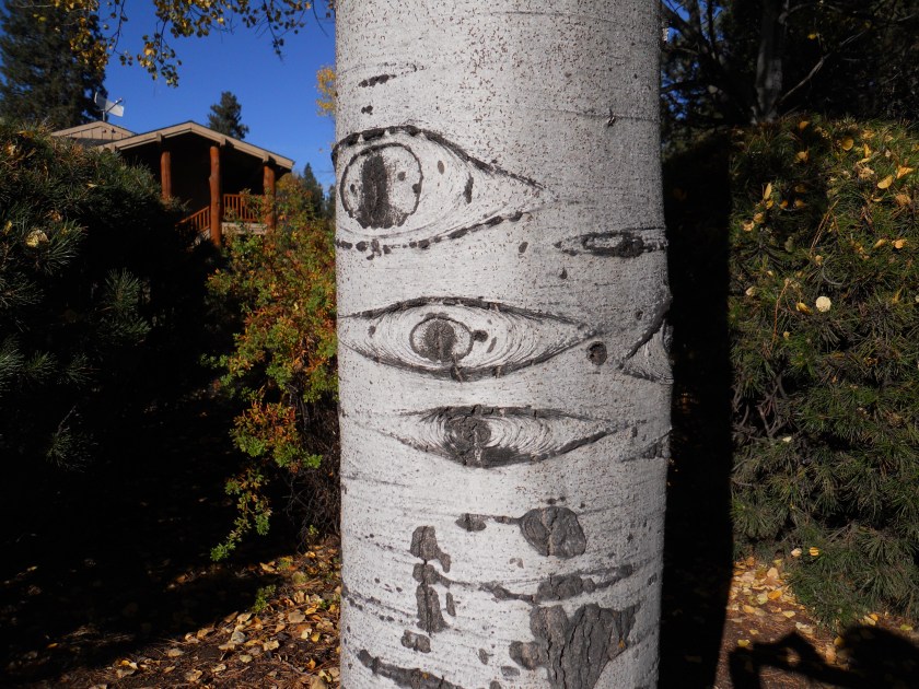 birch tree more detail