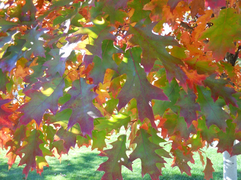 more more fall color