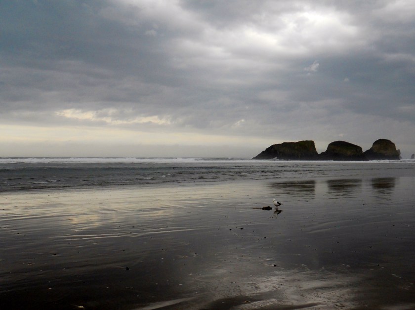 A Seagull and His Dinner