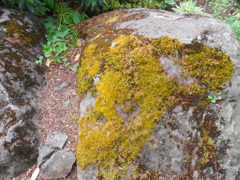 Moss on Rock
