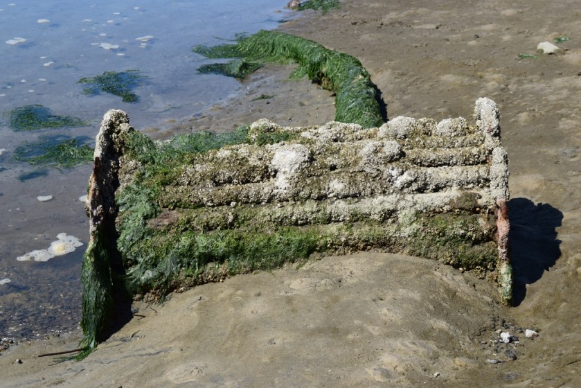 At Waldport (1024x683)