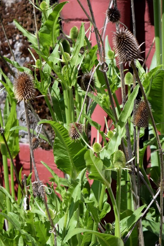 Teasels outside the Mill (683x1024)