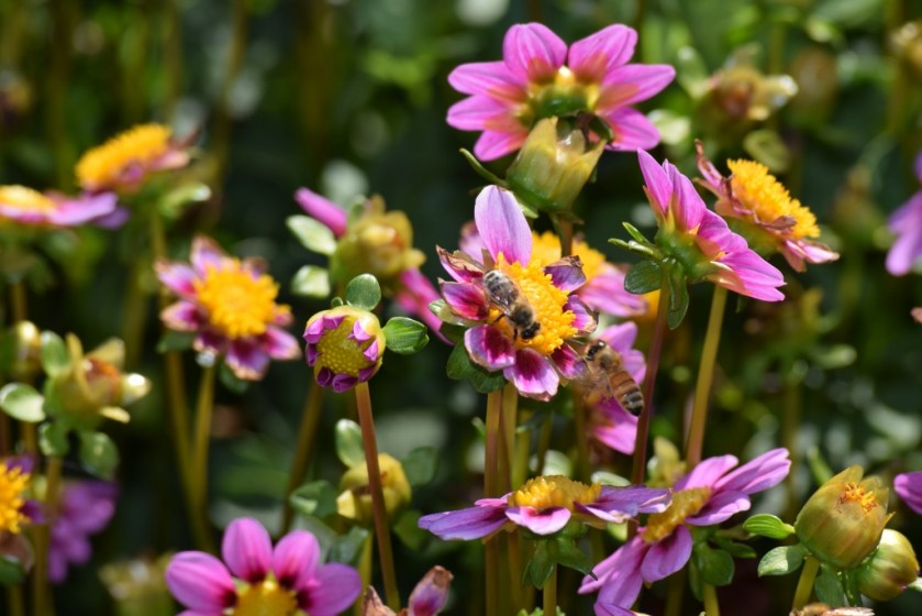 Bees1 (2) (1024x683)