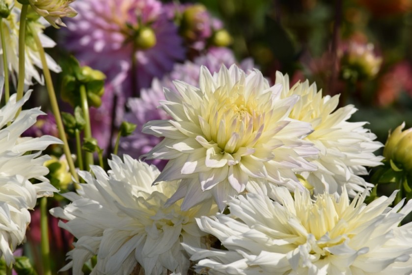 more white dahlias (1024x683)
