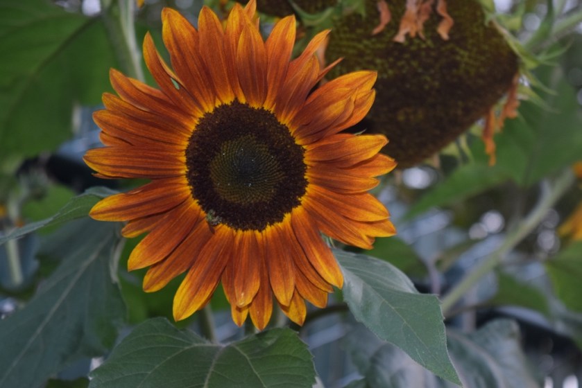 sunflower2 (1024x683)
