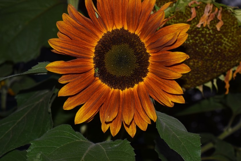 sunflower4 (1024x683)