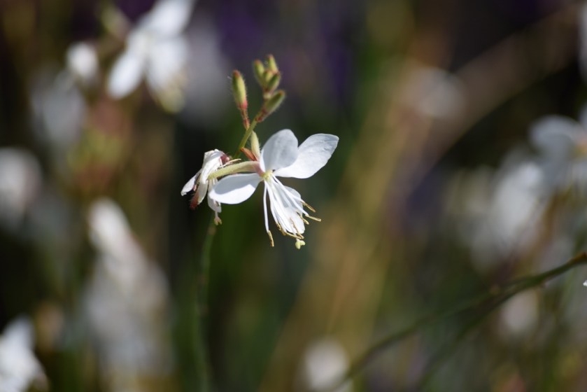 white flowr2 (1024x683) (2)