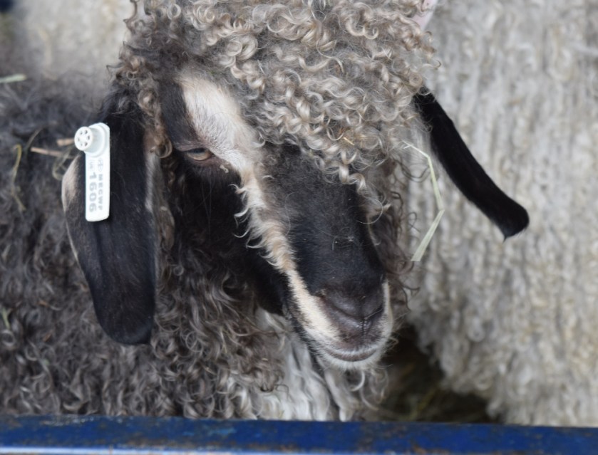 angora-goat-1024x780