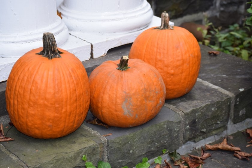 pumpkins-1024x683