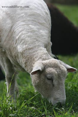 weston-hill-ewe