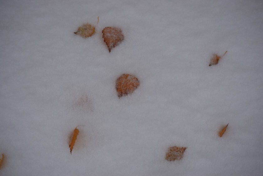 leaves-in-snow-1024x683
