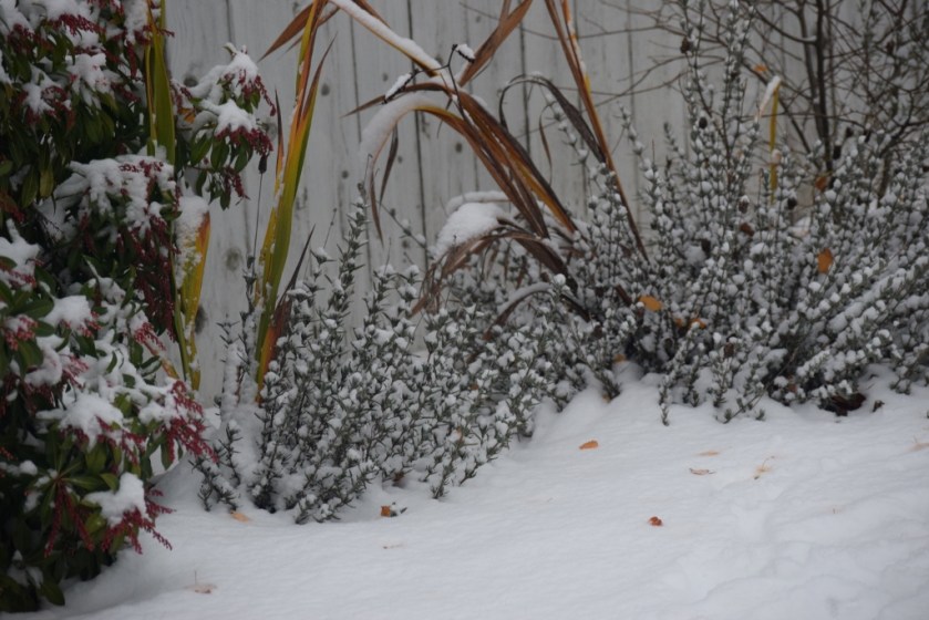 shrubbery-in-snow-1024x683