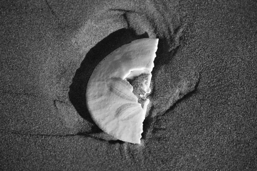 half-sand-dollar