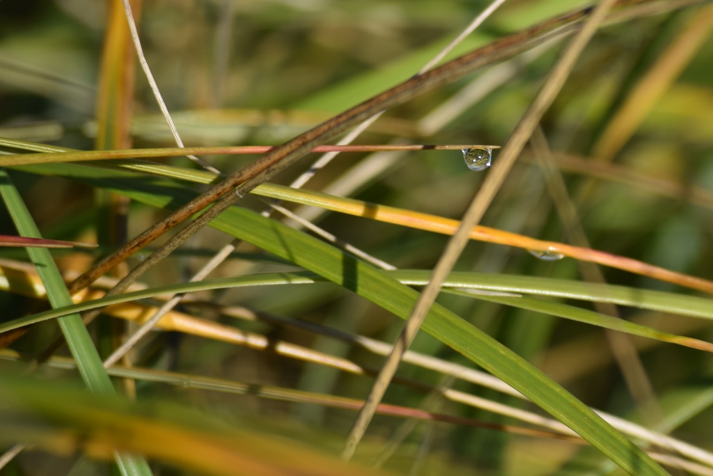 DSC_0017 (3) (1024x684)